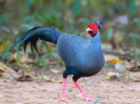 Bo long tuyet dep cua giong ga chi co o Dong Nam A - Anh 6