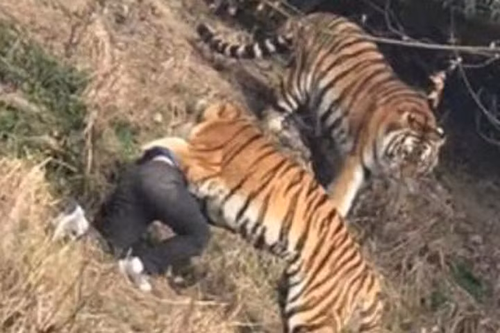 Vợ con đau xót khi chứng kiến chồng bị hổ vồ chết trong công viên