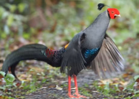 Bo long tuyet dep cua giong ga chi co o Dong Nam A - Anh 2