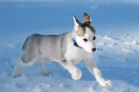 10 giong cho dat nhat hanh tinh - Anh 6