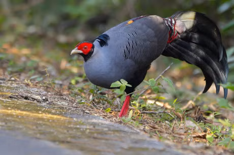 Bo long tuyet dep cua giong ga chi co o Dong Nam A - Anh 3