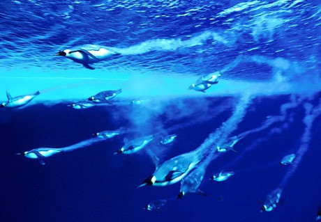 Nhung su that la lung ma thu vi o chau Nam Cuc - Anh 8