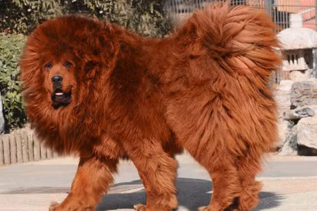 10 giong cho dat nhat hanh tinh - Anh 5