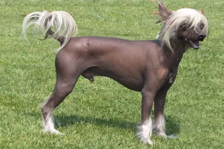 10 giong cho dat nhat hanh tinh - Anh 4