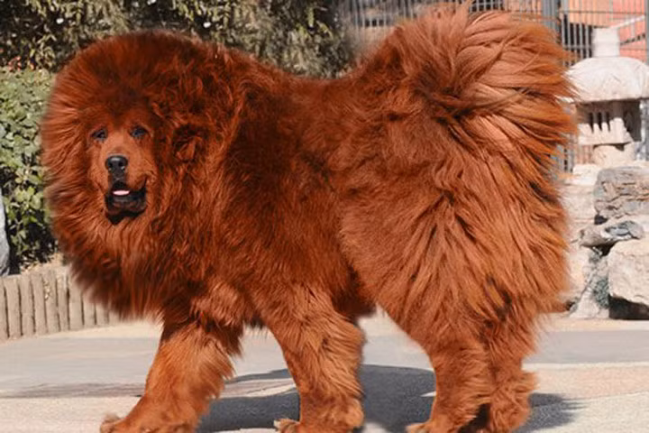 10 giống chó đắt nhất hành tinh