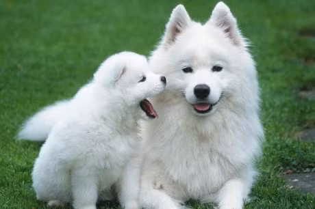 10 giong cho dat nhat hanh tinh - Anh 8