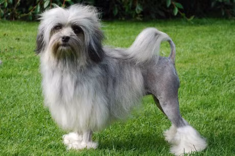 10 giong cho dat nhat hanh tinh - Anh 10