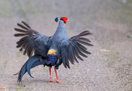 Bo long tuyet dep cua giong ga chi co o Dong Nam A - Anh 4