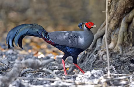 Bo long tuyet dep cua giong ga chi co o Dong Nam A - Anh 1