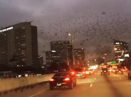 Rung ron dan chim khong lo tan cong My, dieu gi dang xay ra? - Anh 1