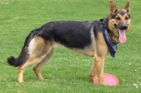 10 giong cho dat nhat hanh tinh - Anh 7