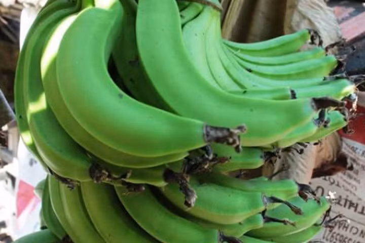 Túc trực 24/24h canh buồng chuối lạ 6 nải quay về một hướng