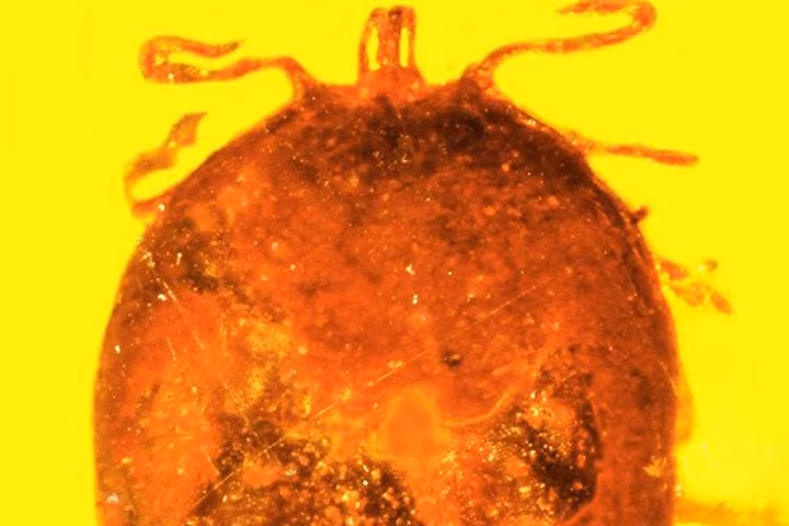 Bọ chét no máu trong hổ phách 30 triệu năm: Hé lộ điều kỳ diệu về sinh vật sống