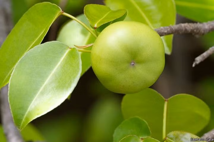 'Điểm mặt' những loài cây độc nhất trên thế giới