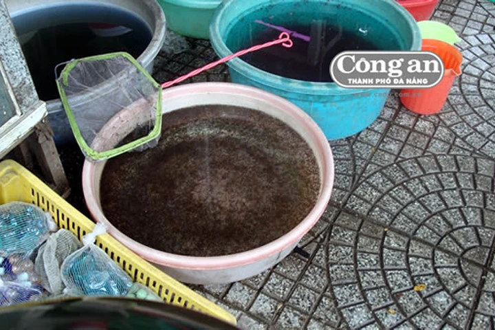 Bọ gậy được bày bán tại một cửa hàng kinh doanh cá cảnh tại Đà Nẵng. Ảnh chụp sáng 14/4. 
