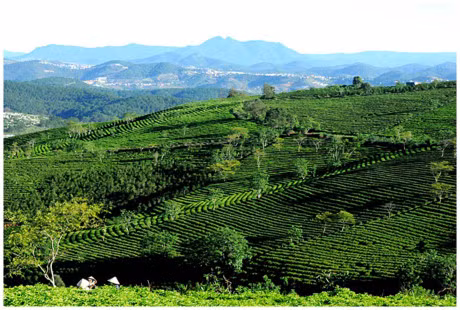 10 cai la va doc dao nhat Viet Nam co o Lam Dong - Anh 5