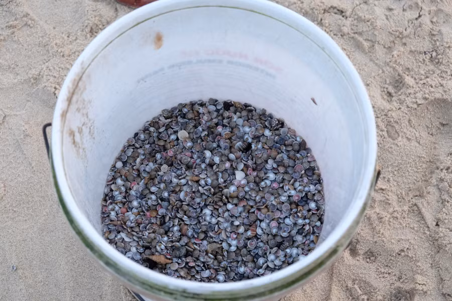 Mặc dù hôm nay không cào được nhiều ốc nhưng anh Đãi vẫn vui vẻ với những thành quả mà mình thu được