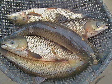 ngộ độc, mật cá trắm, tăng cường sinh lực ngộ độc, mật cá trắm, tăng cường sinh lực