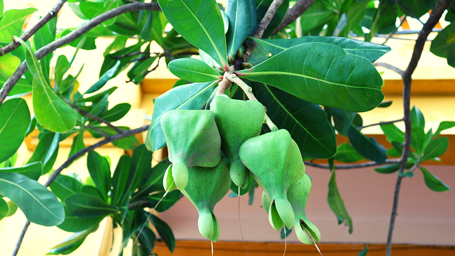 Ảnh minh họa ITN. Ảnh minh họa ITN.