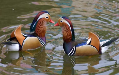 Can canh loai vit uyen uong sieu dat van duoc nhieu nguoi san lung - Anh 1