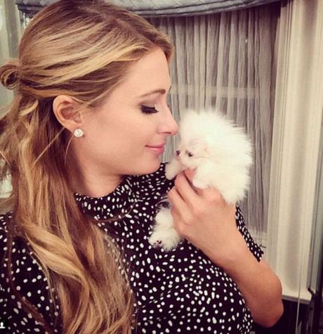 Choáng ngợp với bộ sưu tập chó cưng giá bạc tỷ của Paris Hilton - Ảnh 7 Choang ngop voi bo suu tap cho cung gia bac ty cua Paris Hilton - Anh 7