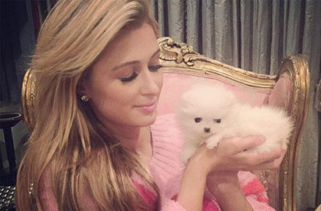 Choáng ngợp với bộ sưu tập chó cưng giá bạc tỷ của Paris Hilton - Ảnh 4 Choang ngop voi bo suu tap cho cung gia bac ty cua Paris Hilton - Anh 4