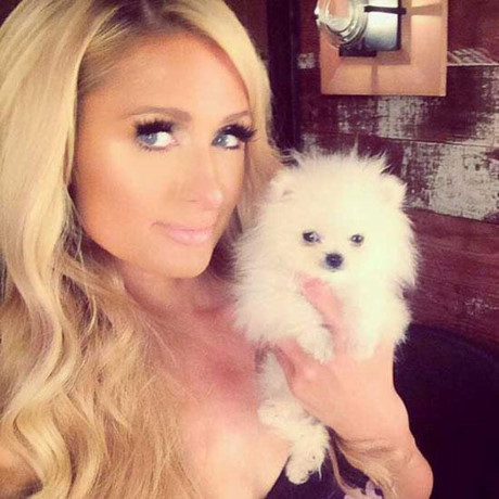 Choáng ngợp với bộ sưu tập chó cưng giá bạc tỷ của Paris Hilton - Ảnh 3 Choang ngop voi bo suu tap cho cung gia bac ty cua Paris Hilton - Anh 3