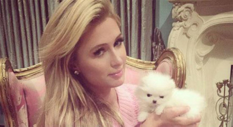 Choáng ngợp với bộ sưu tập chó cưng giá bạc tỷ của Paris Hilton - Ảnh 5 Choang ngop voi bo suu tap cho cung gia bac ty cua Paris Hilton - Anh 5
