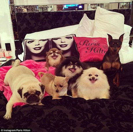 Choáng ngợp với bộ sưu tập chó cưng giá bạc tỷ của Paris Hilton - Ảnh 9 Choang ngop voi bo suu tap cho cung gia bac ty cua Paris Hilton - Anh 9