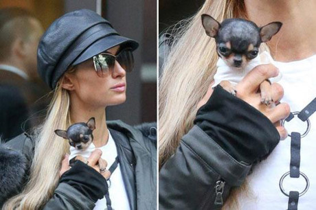 Choáng ngợp với bộ sưu tập chó cưng giá bạc tỷ của Paris Hilton - Ảnh 1 Choang ngop voi bo suu tap cho cung gia bac ty cua Paris Hilton - Anh 1