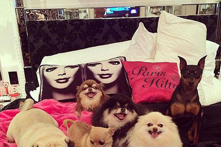 Choáng ngợp với bộ sưu tập chó cưng giá bạc tỷ của Paris Hilton