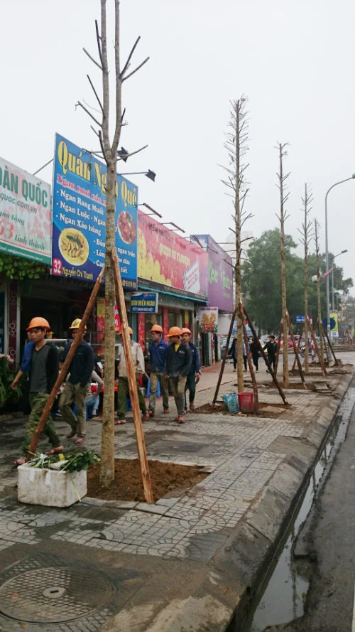 Hà Nội khẳng định cây trên phố Nguyễn Chí Thanh là vàng tâm