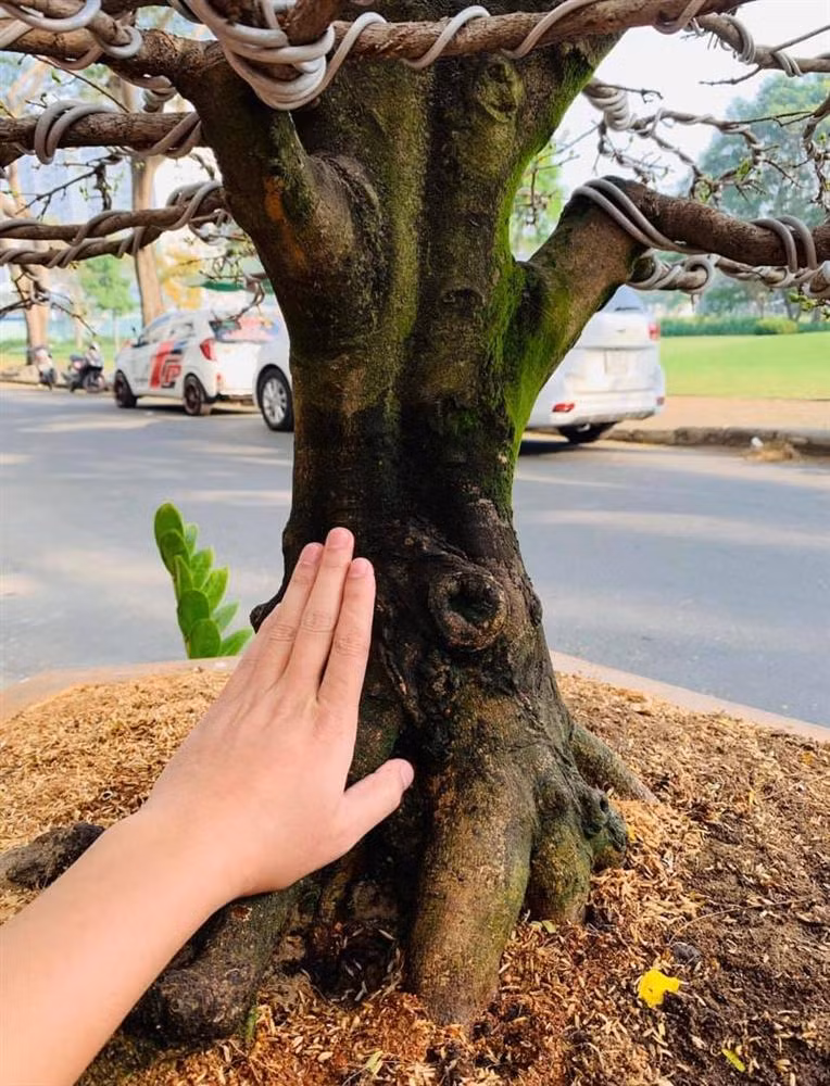 Cận cảnh gốc mai trị giá gần 100 triệu đồng của gia đình Hải Băng.