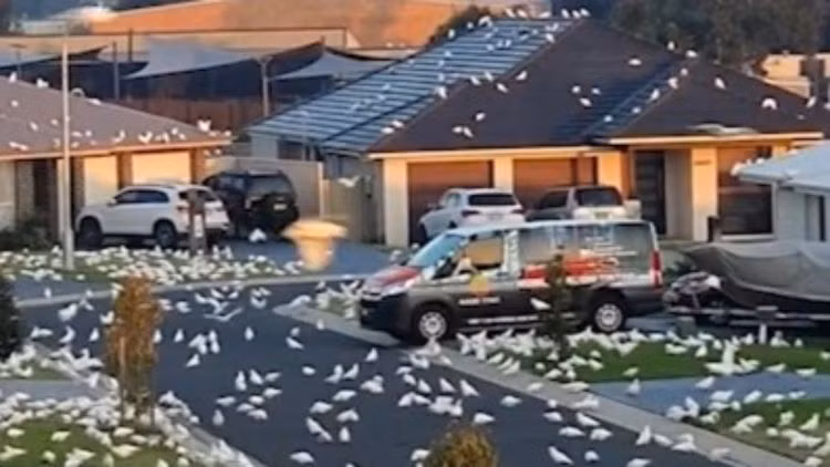 Người dân khốn khổ bị vẹt lông trắng "xâm chiếm" thị trấn ảnh 1