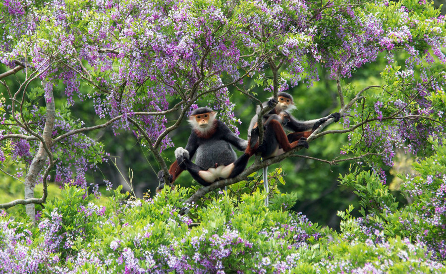Gia đình Voọc Chà vá Chân nâu – Giải 3 Gia đình Voọc Chà vá Chân nâu – Giải 3