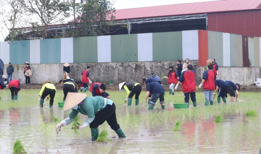 Học sinh Trường THPT Vĩnh Yên cấy lúa. Ảnh: TG