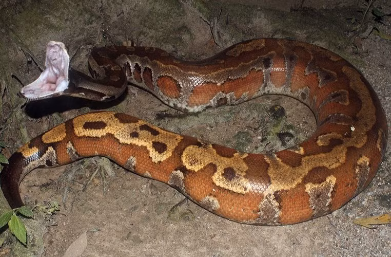 Những loài trăn "khủng" ở Việt Nam ảnh 6