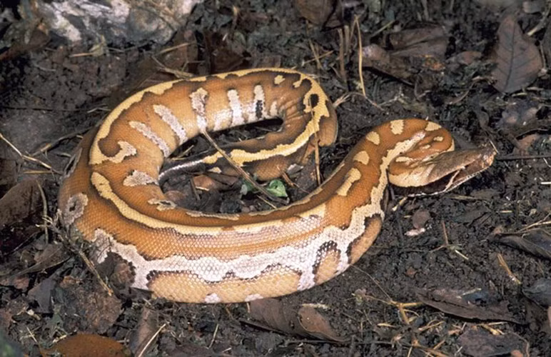Những loài trăn "khủng" ở Việt Nam ảnh 7