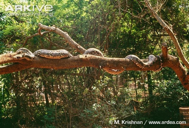 Những loài trăn "khủng" ở Việt Nam ảnh 11 Những loài trăn "khủng" ở Việt Nam ảnh 11