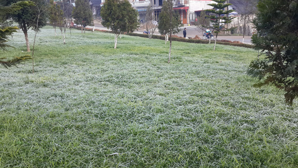 Sương muối gặp lạnh tạo thành băng giá phủ trắng xóa tại Sa Pa (Ảnh: báo Lào Cai).