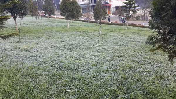 Sương muối gặp lạnh tạo thành băng giá phủ trắng xóa tại Sa Pa (Ảnh: báo Lào Cai).