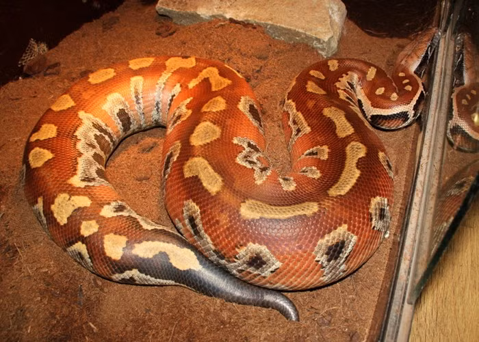 Những loài trăn "khủng" ở Việt Nam ảnh 4