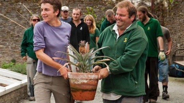 Loại dứa vàng "đại gia" giá… 350 triệu đồng/quả ảnh 1 Tận mắt ngắm dứa vàng ‘đại gia’ giá… 350 triệu/quả