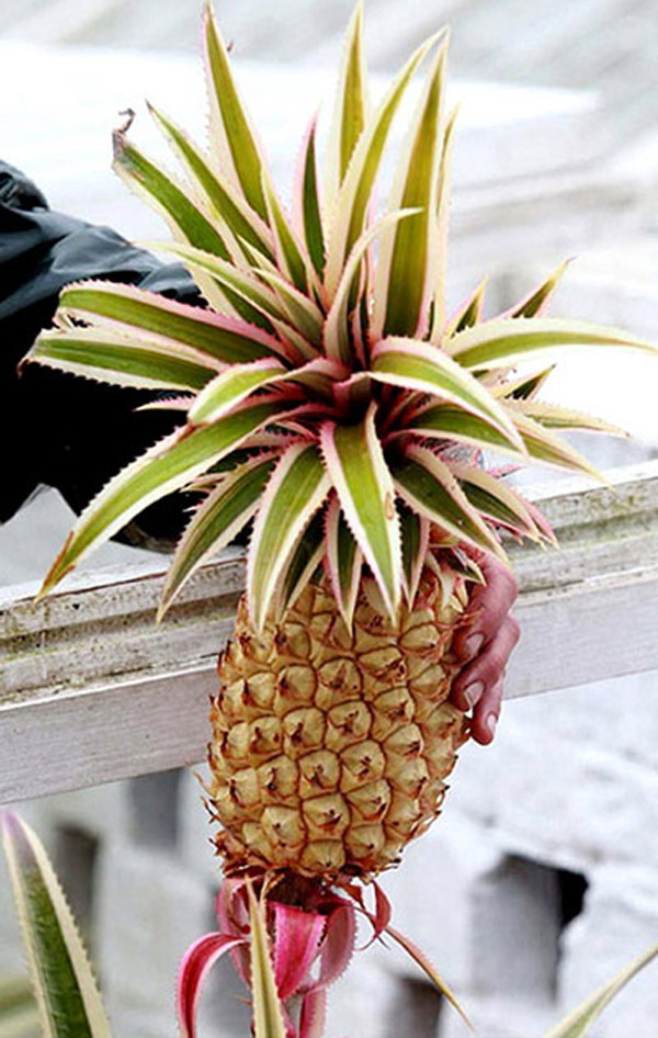 Loại dứa vàng "đại gia" giá… 350 triệu đồng/quả ảnh 3 Tận mắt ngắm dứa vàng ‘đại gia’ giá… 350 triệu/quả