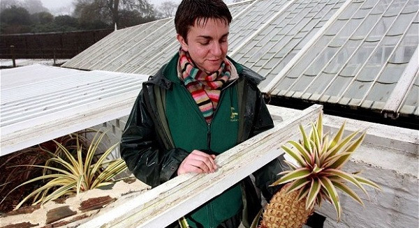 Loại dứa vàng "đại gia" giá… 350 triệu đồng/quả ảnh 2 Tận mắt ngắm dứa vàng ‘đại gia’ giá… 350 triệu/quả