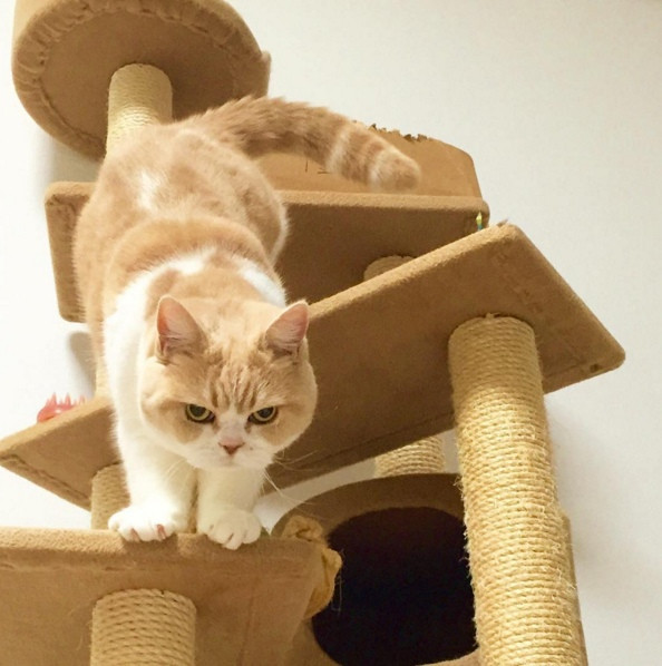 Mặc thân hình khá ục ịch, nàng mèo này lại tỏ ra nhanh nhẹn hoạt bát