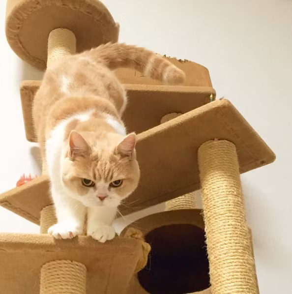 Mặc thân hình khá ục ịch, nàng mèo này lại tỏ ra nhanh nhẹn hoạt bát