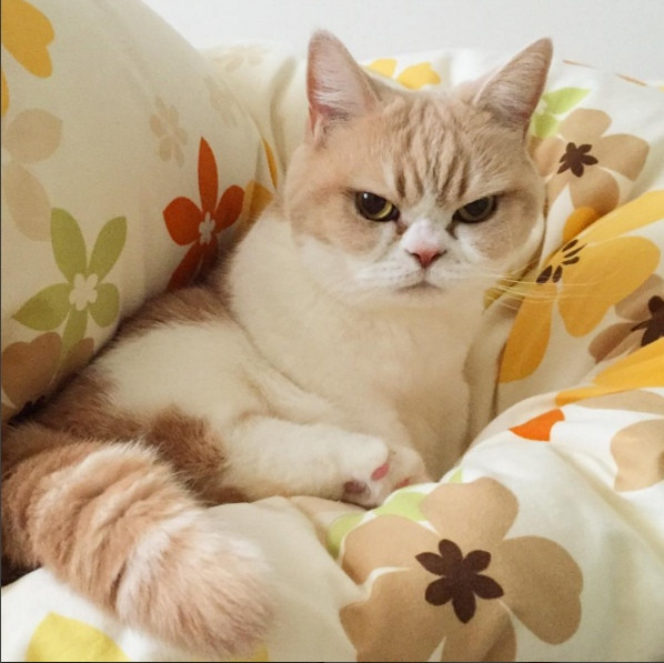 Với sự nổi tiếng ngày càng tăng cao của mình, Koyuki còn lọt vào mắt xanh của các nhà