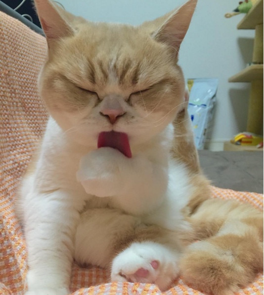 Ngay cả khi lau mặt liếm mày,