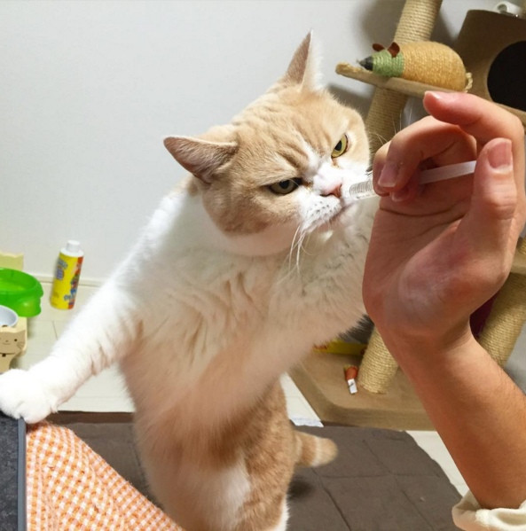 Cô mèo này tỏ ra